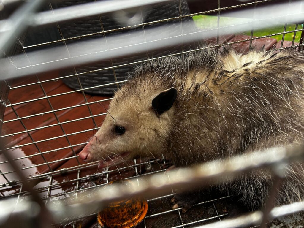 Infinity Wildlife Control