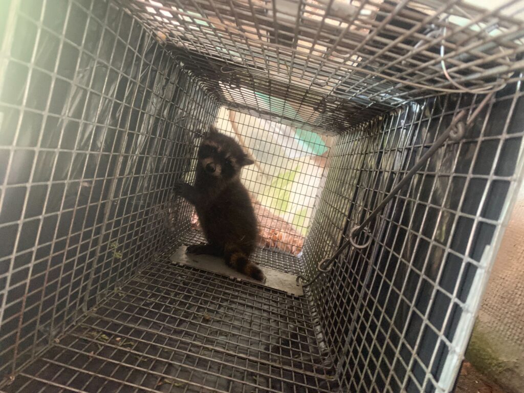 Infinity Wildlife Control