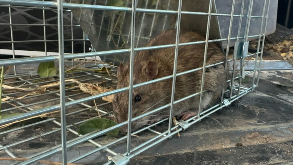 Infinity Wildlife Control