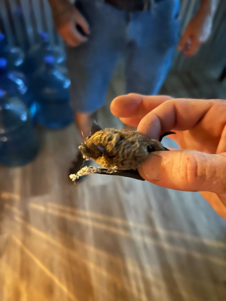 Infinity Wildlife Control