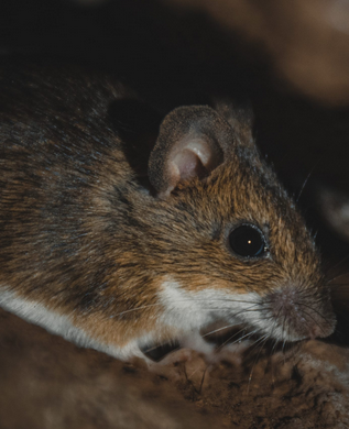 Infinity Wildlife Control